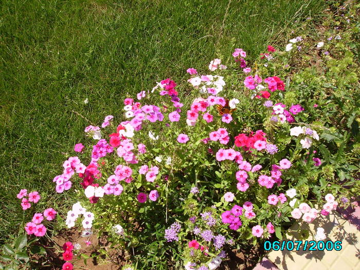 phlox - din gradina 1