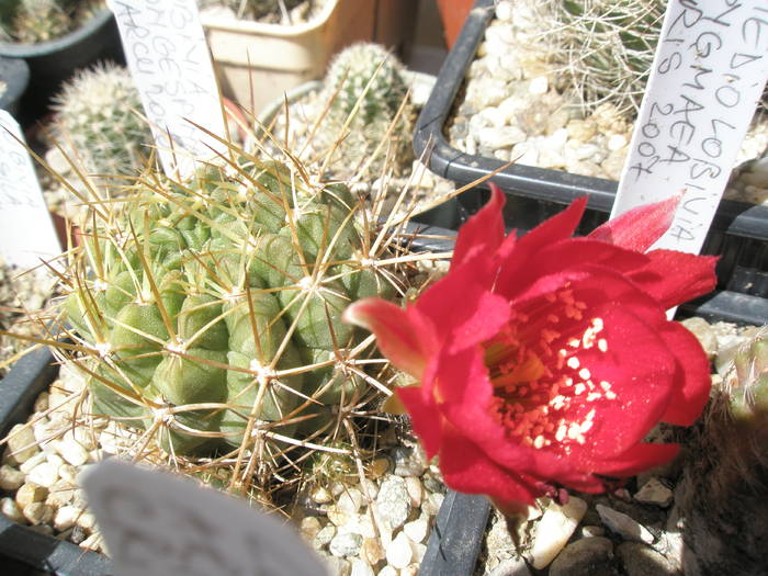 Lobivia longispina - 12.06
