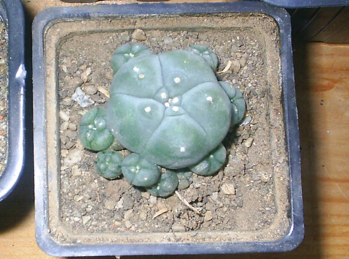 Lophophora williamsii