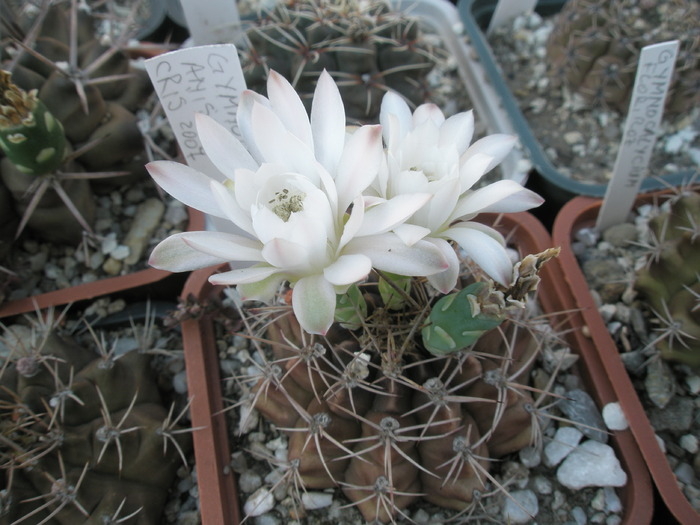 Gymnocalycium anisitsii - 23.08 - flori in ziua de 23-08-2009