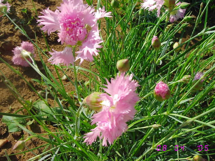 Garofite roz - Flori de gradina 2009