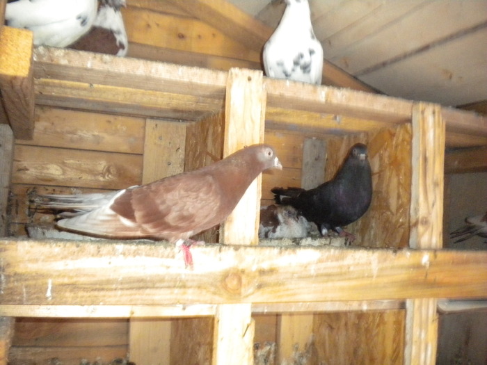 Picture 167 - Raicu 1