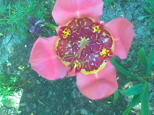 FLOAREA TIGRU
