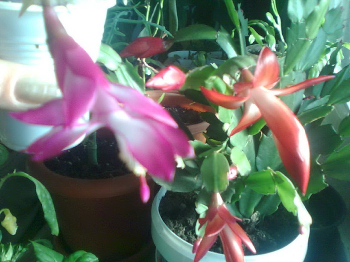 Imagine0199 - Schlumbergera si Rhipsalidolis