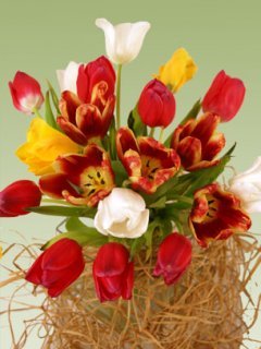 Tulip_Mix