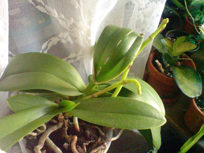 Gemenii orhidee
