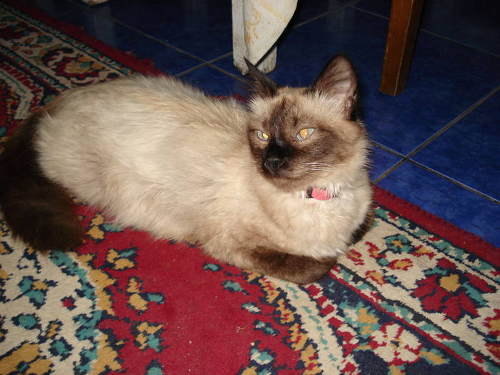 kyty - ANIMALUTELE MELE