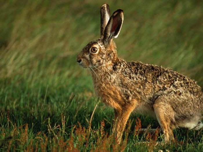 Central European Hare - iepurasi