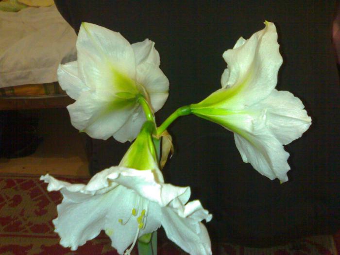 Chr. Gift - Hippeastrum sezon 2008