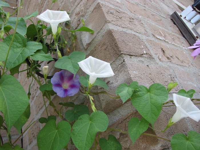 Ipomoea 18 aug 2009