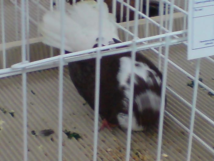 DSC00943
