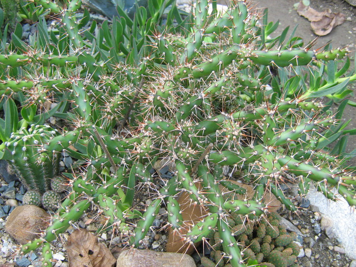 IMG_1014 - Cactusi la mosie14 sept 2009