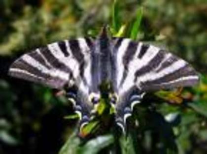 Fluturele zebra - Fluturi