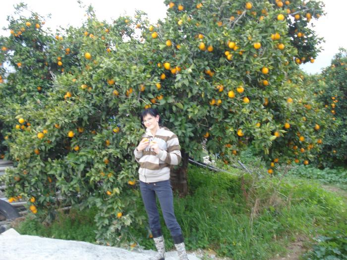 Picture 796; Livada de potocali in drum spre Pafos (Paphos)
