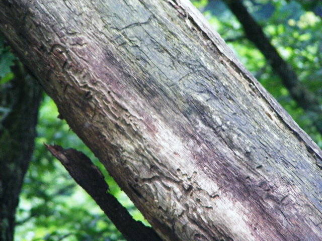 DSCF2572