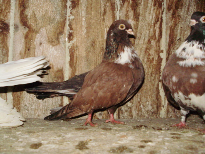 P9061596