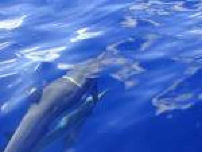 QIJXTXMCEVISRFATWSB[1] - poze delfini si cativa pestisori