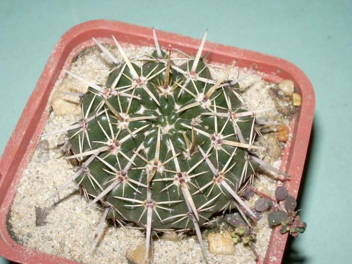 Notocactus submammulosus