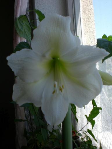 CIMG0203 - w 2007 florile mele