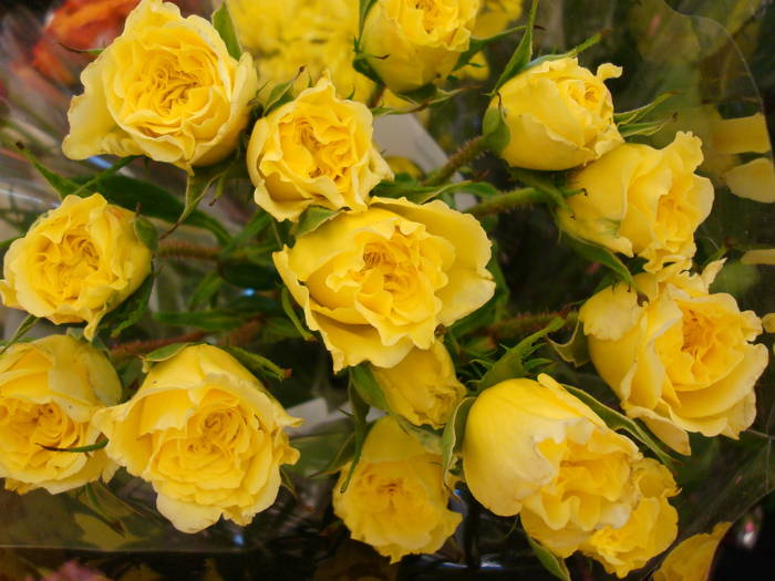 R7 - Roses red and yellow narcissus bouquet