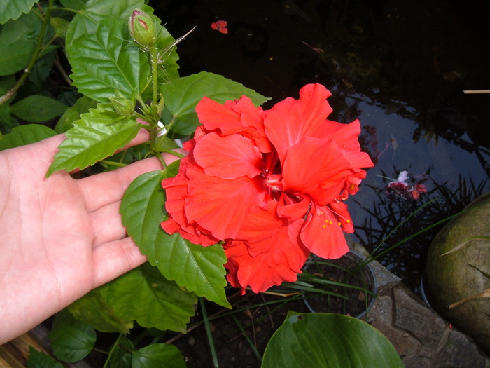 rosu batut 2 - hibiscus