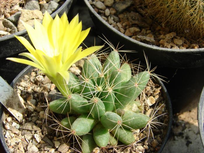 Dolicchothele longimamma - Cactusi la Mangalia