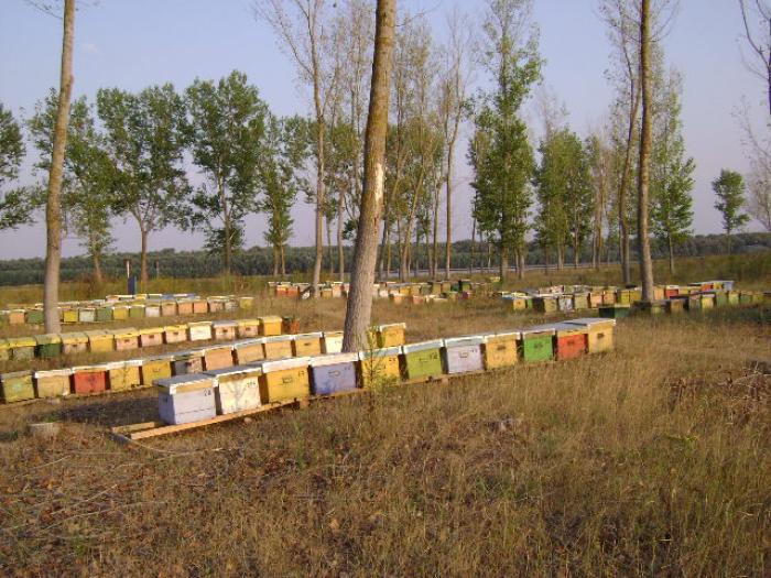 DSC02361 - apicultura anul2008
