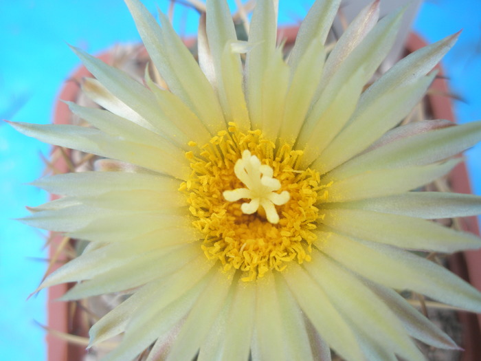 Coryphantha andreae - floare - Coryphantha