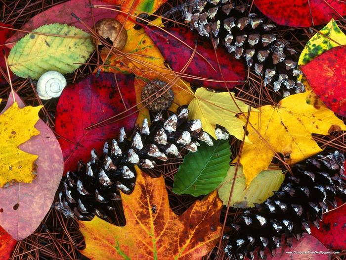 Fall Litter - Very Beautiful Nature Scenes