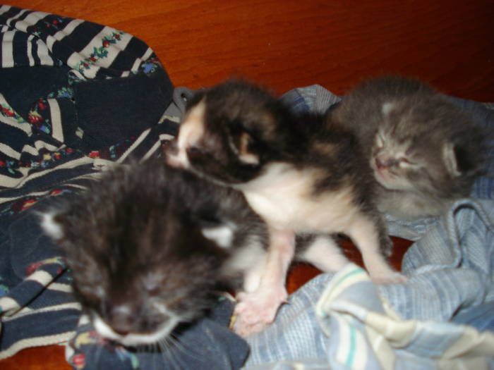 DSC09584 - ANIMALUTELE MELE