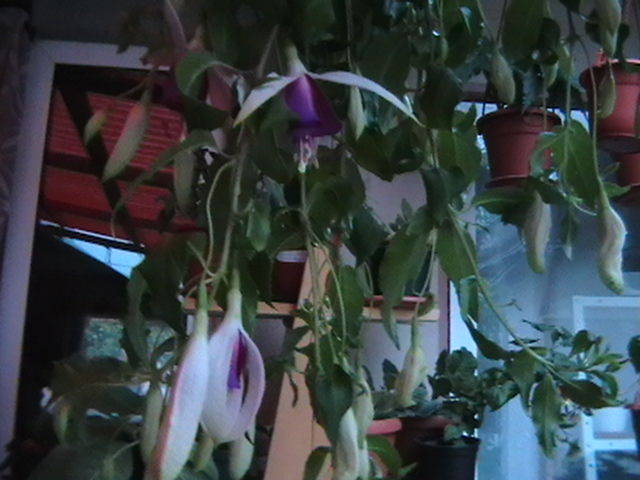 Picture 032
