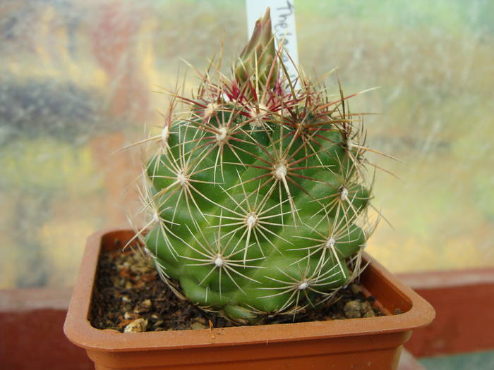 Thelocactus bicolor v.svarzii