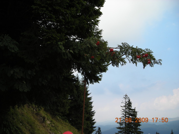DSCN9085 - Sinaia 23 08 2009