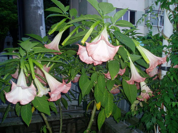 02 - BRUGMANSIA-trompeta ingerilor