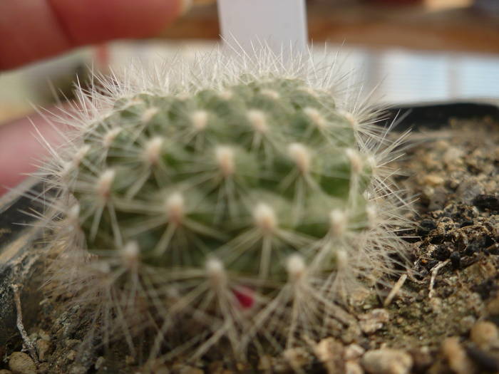 Rebutia senilis v. brevisata - Cactusi 2009