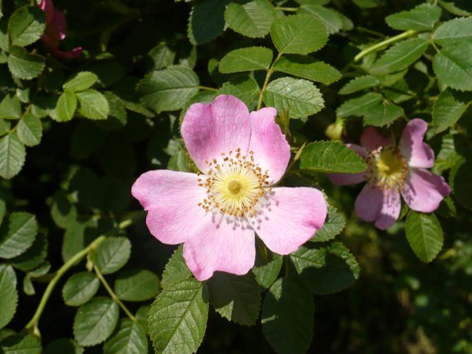 P1010813 - Gradina Botanica mai 2008