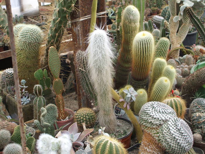 grup7 - colectia mea de cactusi