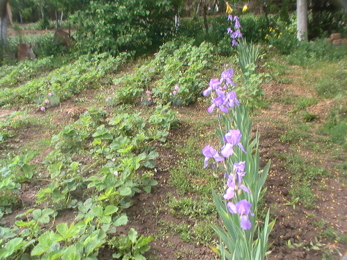 4-Mai - Anul 2009 in gradina mea