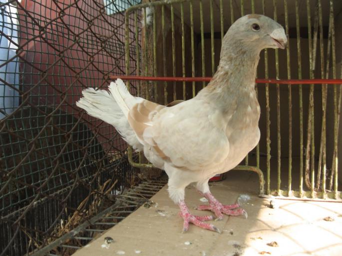 Voiajori Germani linie veche