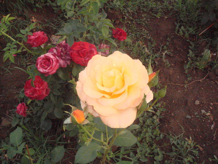 DSC01448 - trandafiri Romaniei