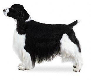 english_springer_spaniel - Sporting