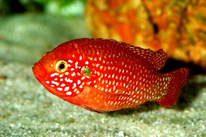 hemichromis_lifalili_g