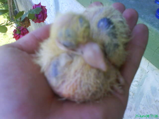 vrabiuta la doar cateva zile !