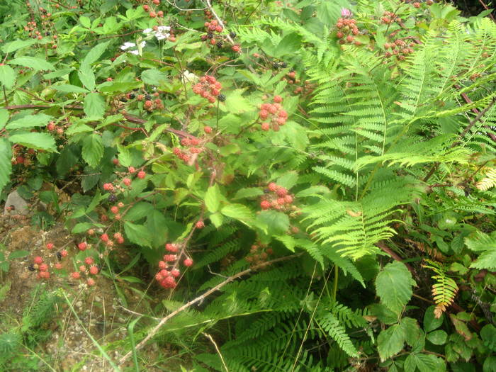 IMG_2310 - prin tara Lapusului- Cheile Babei