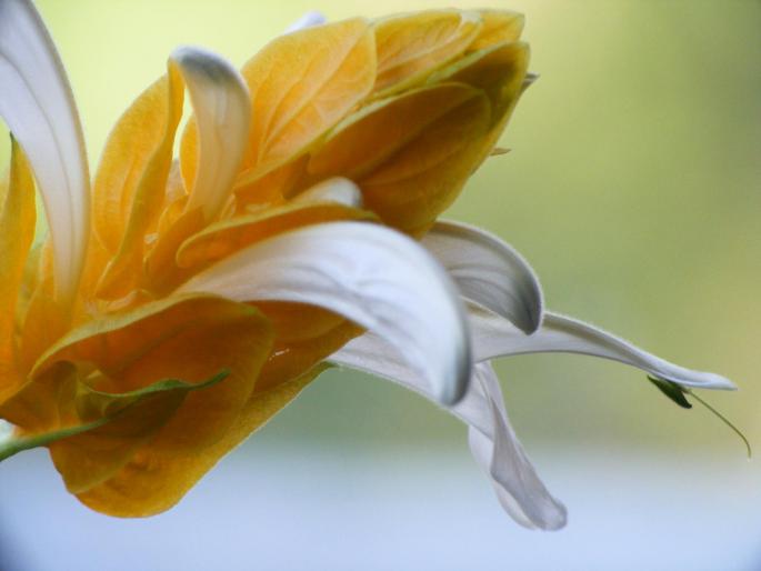 DSCF1719 - Pachistachis Lutea - The flower - EVOLUTION