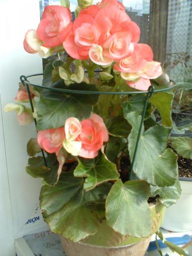 Picture 186 - Begonia elatior