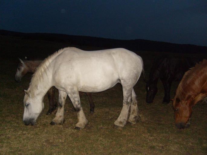 Daneza - CAI RASA PERCHERON