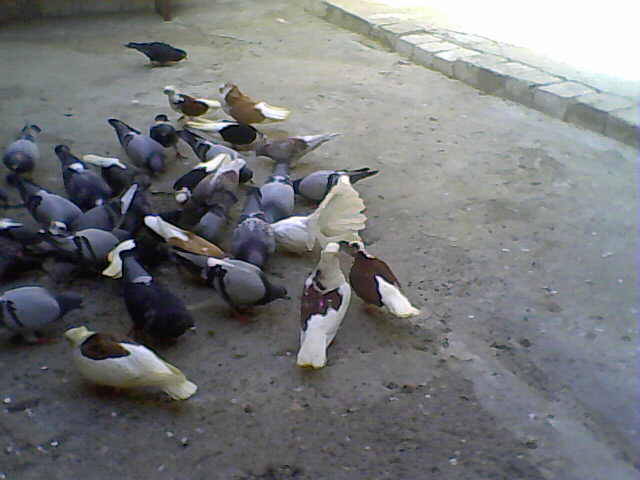 Sedat 006