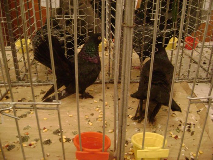 DSC05435 - expozitia tarnaveni 2009