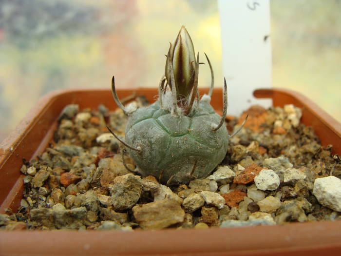 Turbinicarpus polaskii